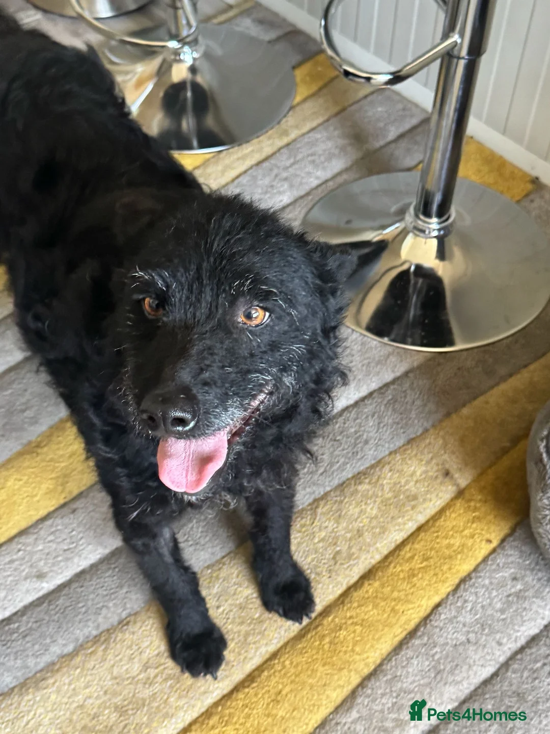 Mixed Breed dogs for adoption: Sweet ZOE NEEDS LOVE - Advert 1