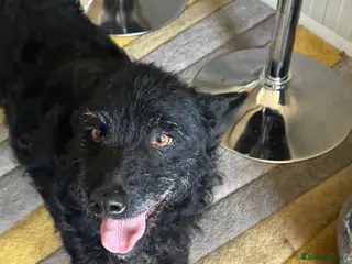 Mixed Breed dogs Sweet ZoE NEEDS LOVE - Advert 6