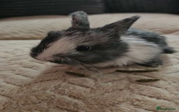 Harlequin rabbits for sale: 7 beautiful Harlequin bunnies looking for a new 🏡 - Image 11