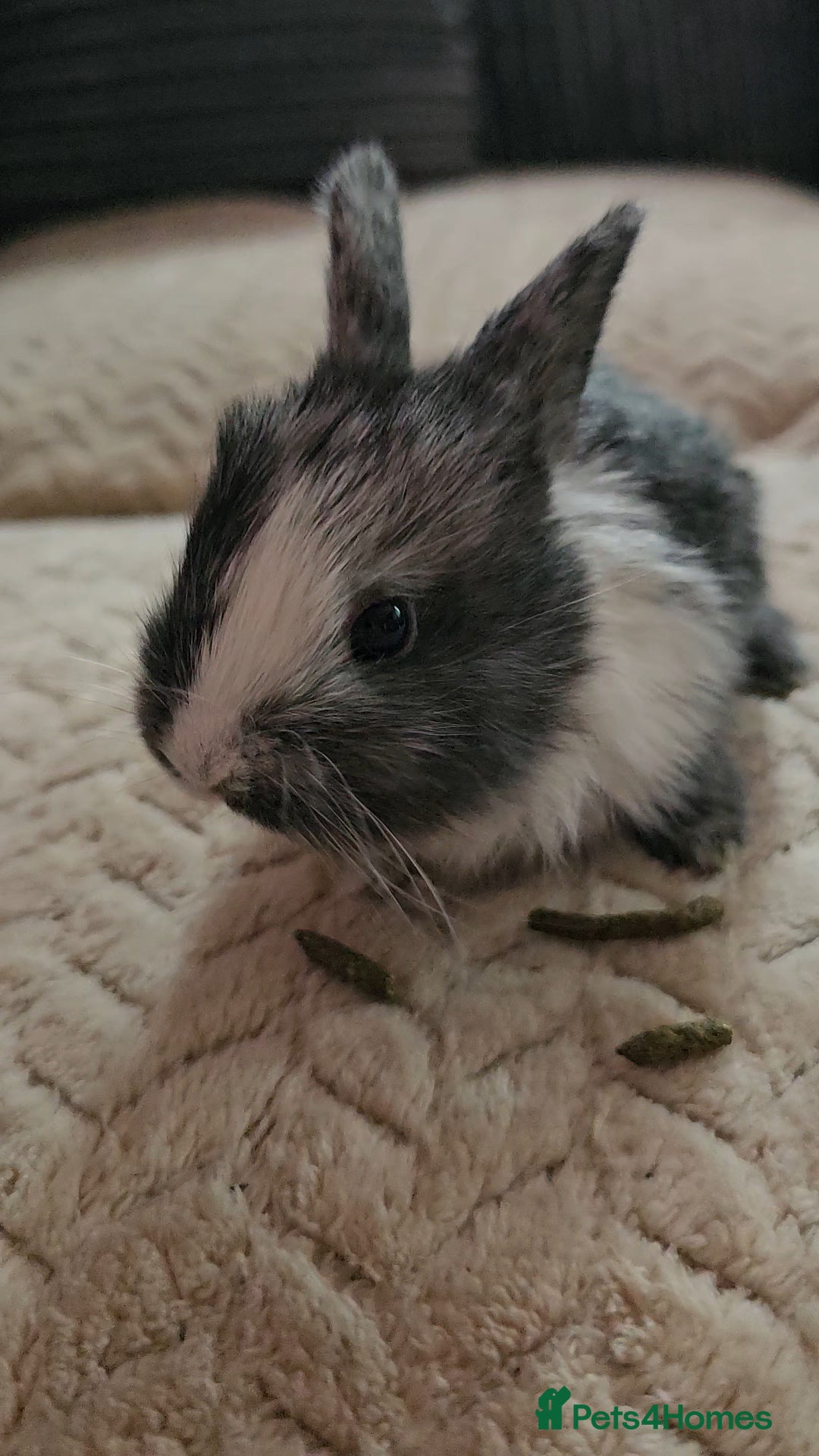 Harlequin rabbits for sale: 7 beautiful Harlequin bunnies looking for a new 🏡 - Image 11