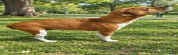 Mixed Breed dogs for sale: Plumber terrier cross jack russell(girl) - Advert 3