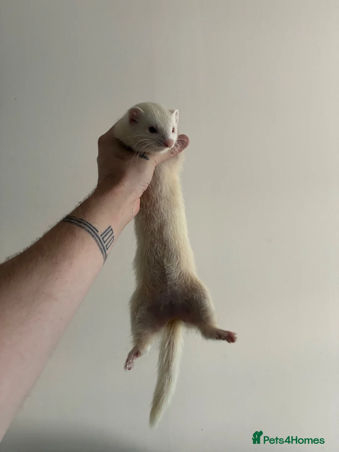 Ferret rodents for sale: Two semi micro Jill sisters 1y for rehoming in Birmingham - Advert 2