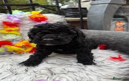 Cockapoo dogs for sale: SMALL COCKAPOO BABYS - Image 8