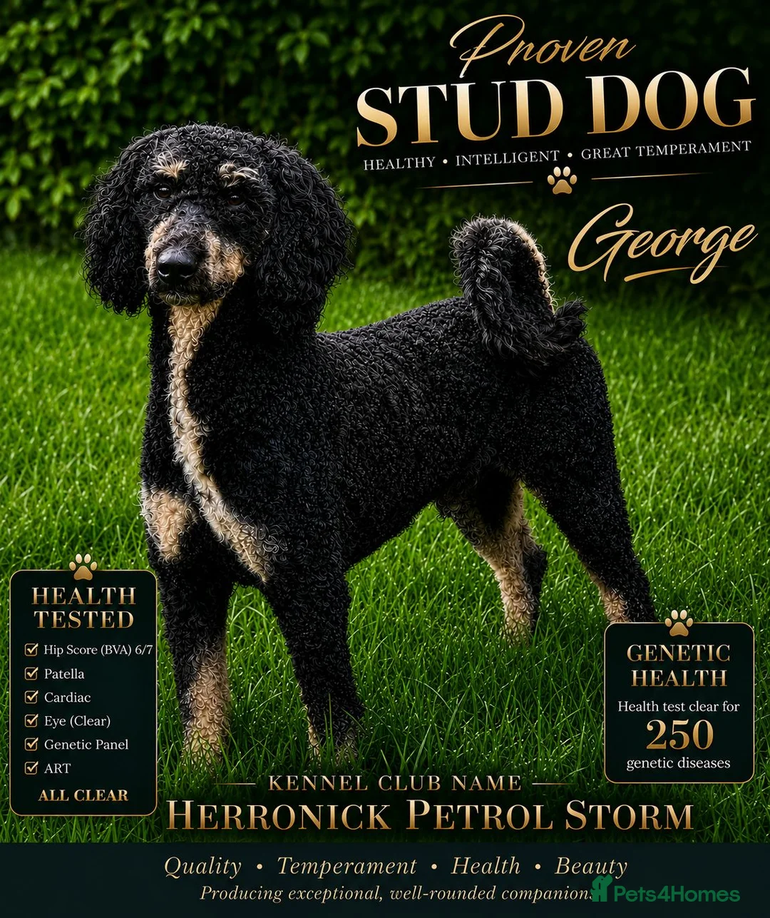 Labradoodle dogs for stud: KC Reg-Hip Scored-Ex Health tested mini poodle - Advert 1