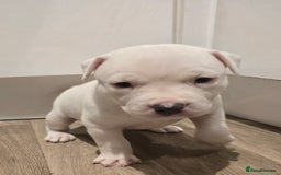 American Bull Staffy dogs for sale: Stunning litter of American bull x staffy puppys  - Advert 14