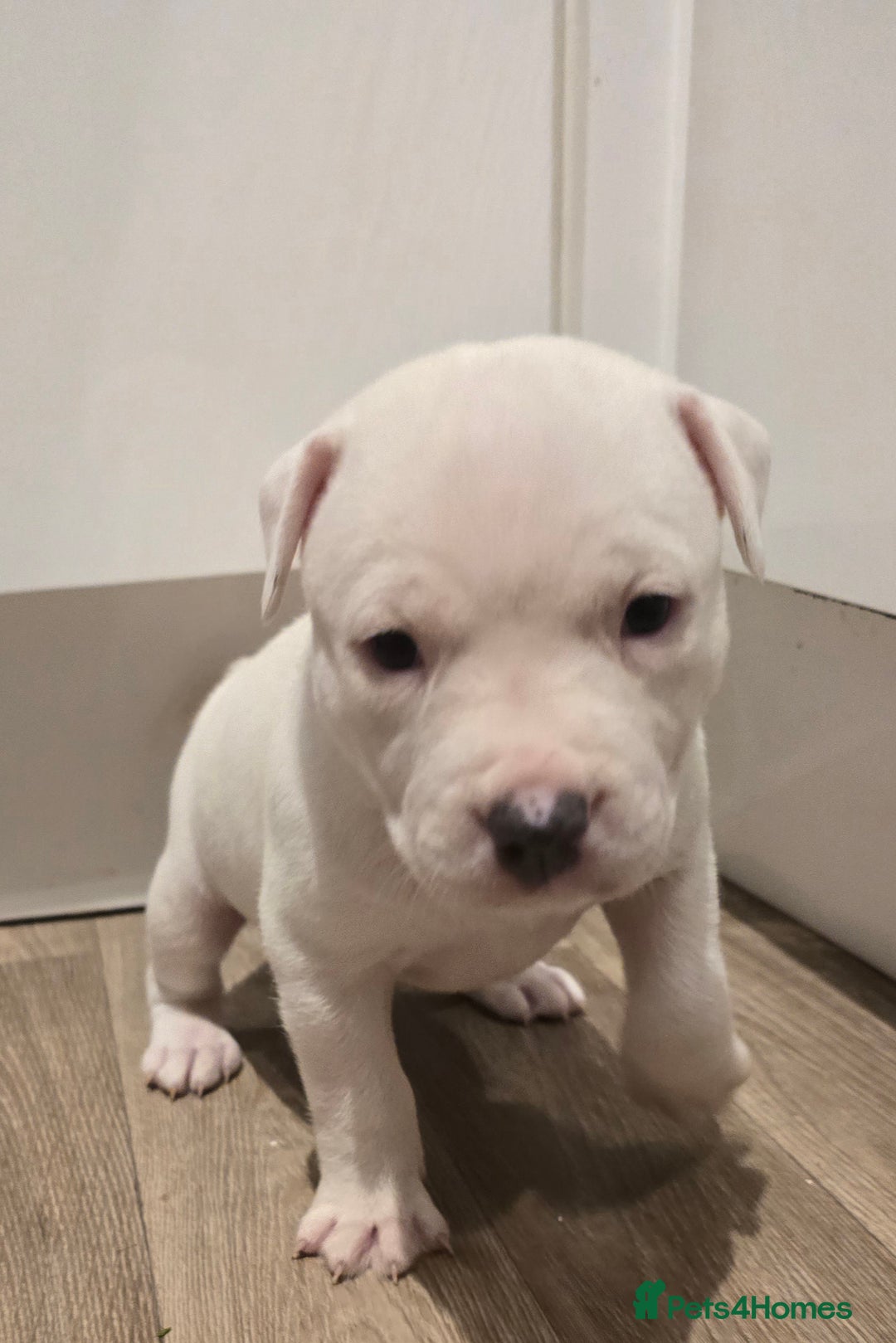 American Bull Staffy dogs for sale: Stunning litter of American bull x staffy puppys  - Advert 14