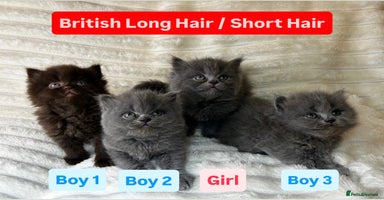 British Longhair cats British Long/Short Hair Adorable Kittens - Advert 8