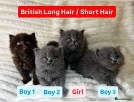 British Longhair cats British Long/Short Hair Adorable Kittens - Advert 8
