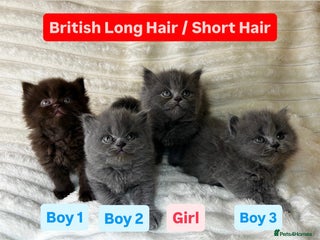 British Longhair cats British Long/Short Hair Adorable Kittens - Advert 6