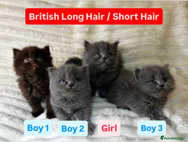British Longhair cats British Long/Short Hair Adorable Kittens - Advert 8