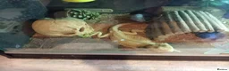 Bearded Dragon reptiles for sale: Bearded dragon female  in Birmingham - Advert 3