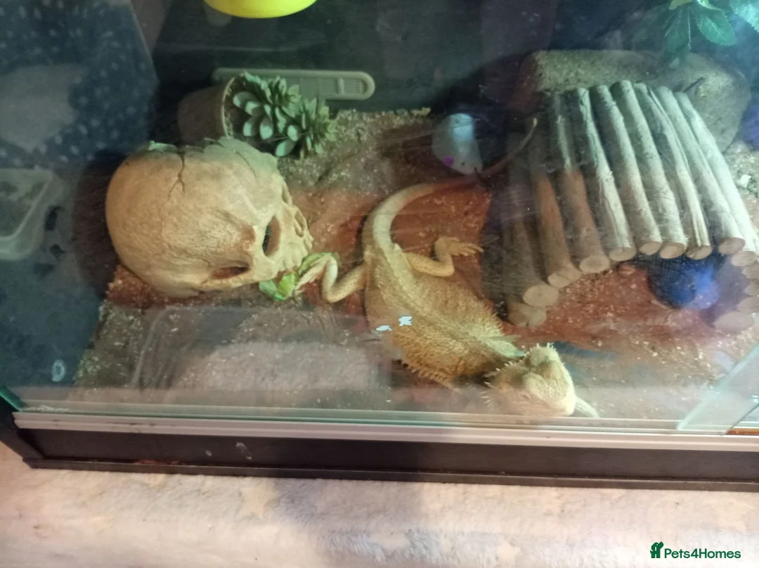 Bearded Dragon reptiles for sale: Bearded dragon female  in Birmingham - Advert 3