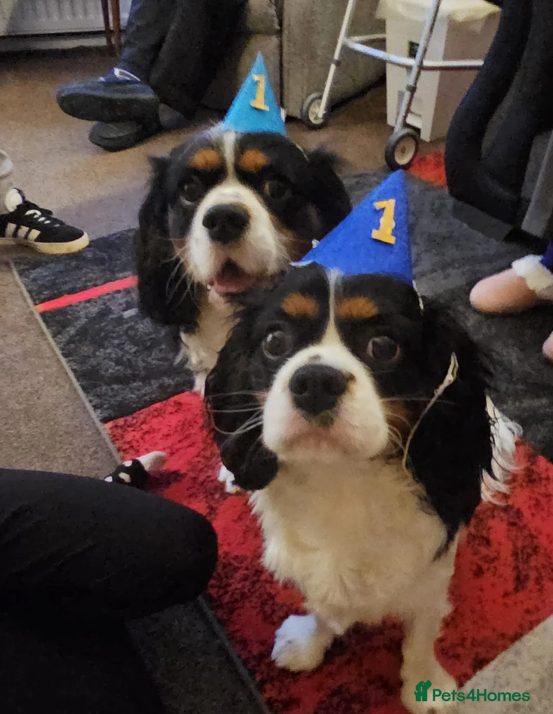 Gallery Image {{count}}