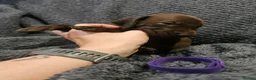 German Shorthaired Pointer dogs for sale: German Shorthaired Pointer Puppies  - Advert 15