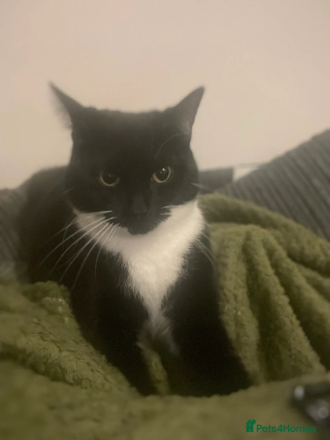 British Shorthair cats for sale: CAT looking for forever home - Advert 4