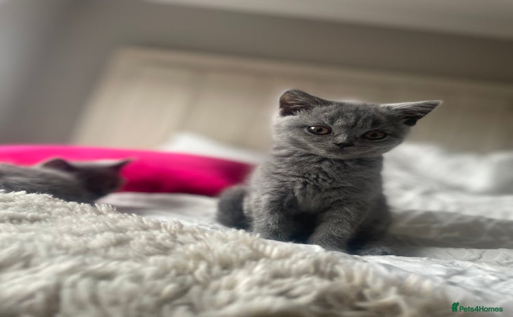 British Shorthair cats - Advert 16