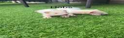 Ferret rodents for sale: 2 Hobs 1 Jills all albino ready to go  - Advert 4