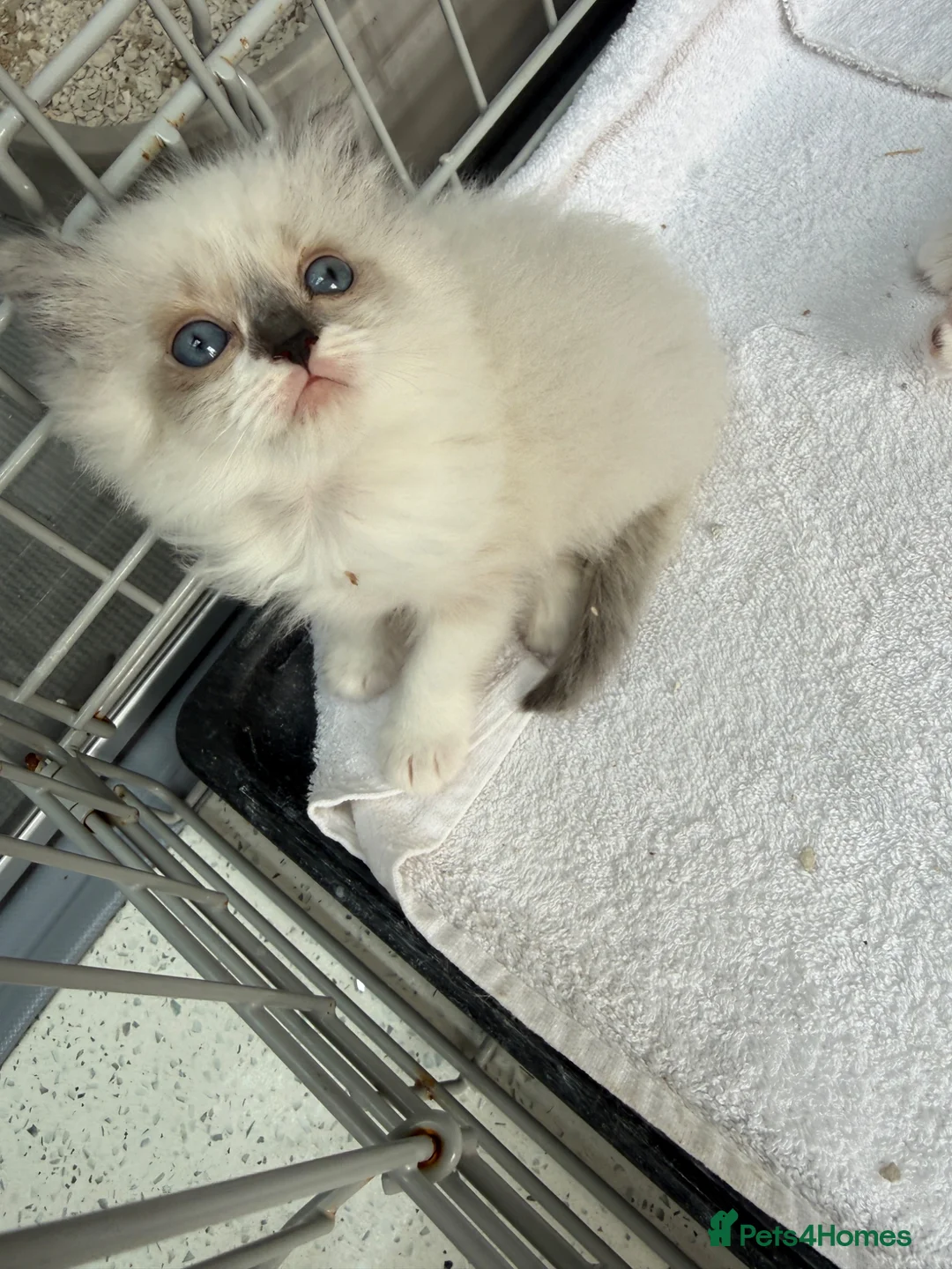 Ragdoll cats for sale: Full breed ragdoll kitten - Advert 8