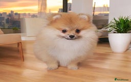Pomeranian dogs for sale: 🔥Female Pomeranian puppy🔥KC reg🔥for sale🔥 - Image 8
