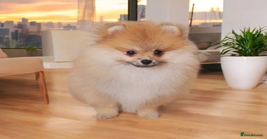 Pomeranian dogs - Advert 14