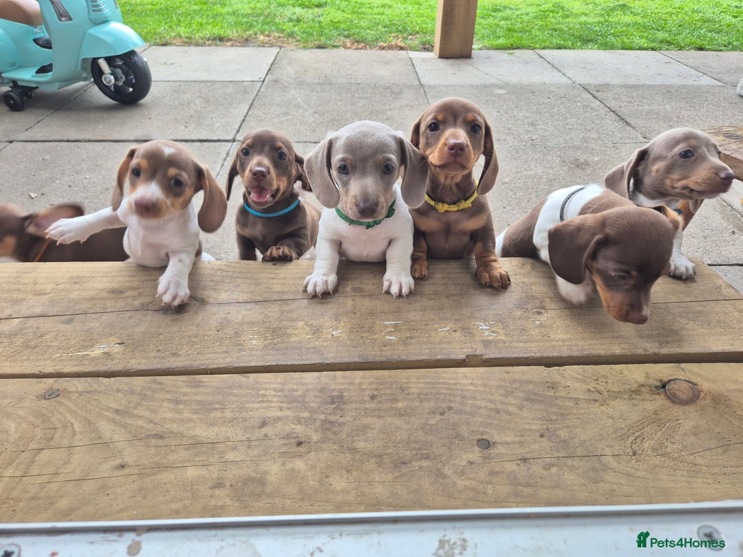 Miniature Dachshund dogs for sale: Miniature sausages Kc reg  in Wigan - Image 1