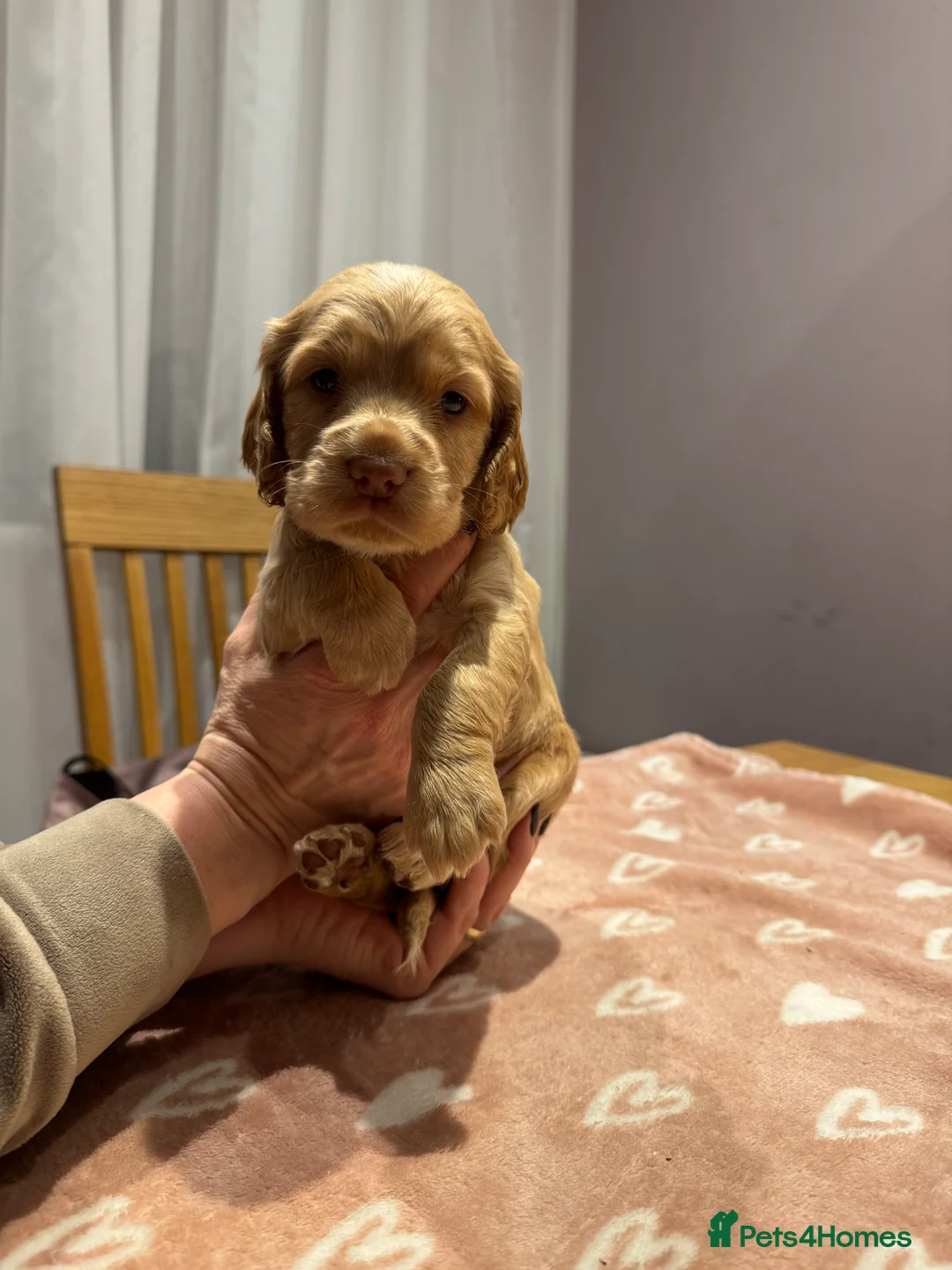 Cocker Spaniel dogs for sale: Adorable cocker spaniel puppies - Advert 34