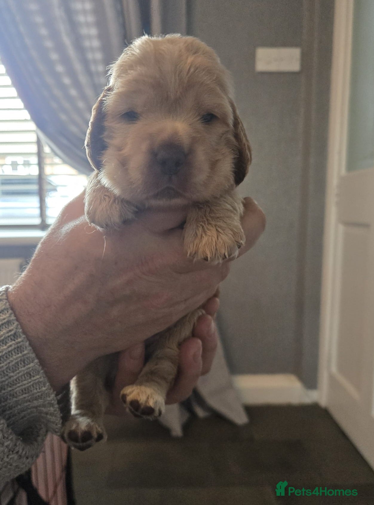 Cocker Spaniel dogs STUNNING LITTER OF KC SHOW COCKERS.. - Advert 12