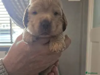 Cocker Spaniel dogs STUNNING LITTER OF KC SHOW COCKERS.. - Advert 12