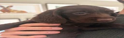 Sprocker dogs for sale: Gorgeous Chocolate Cocker Spaniel Puppies in Shrewsbury - Advert 17