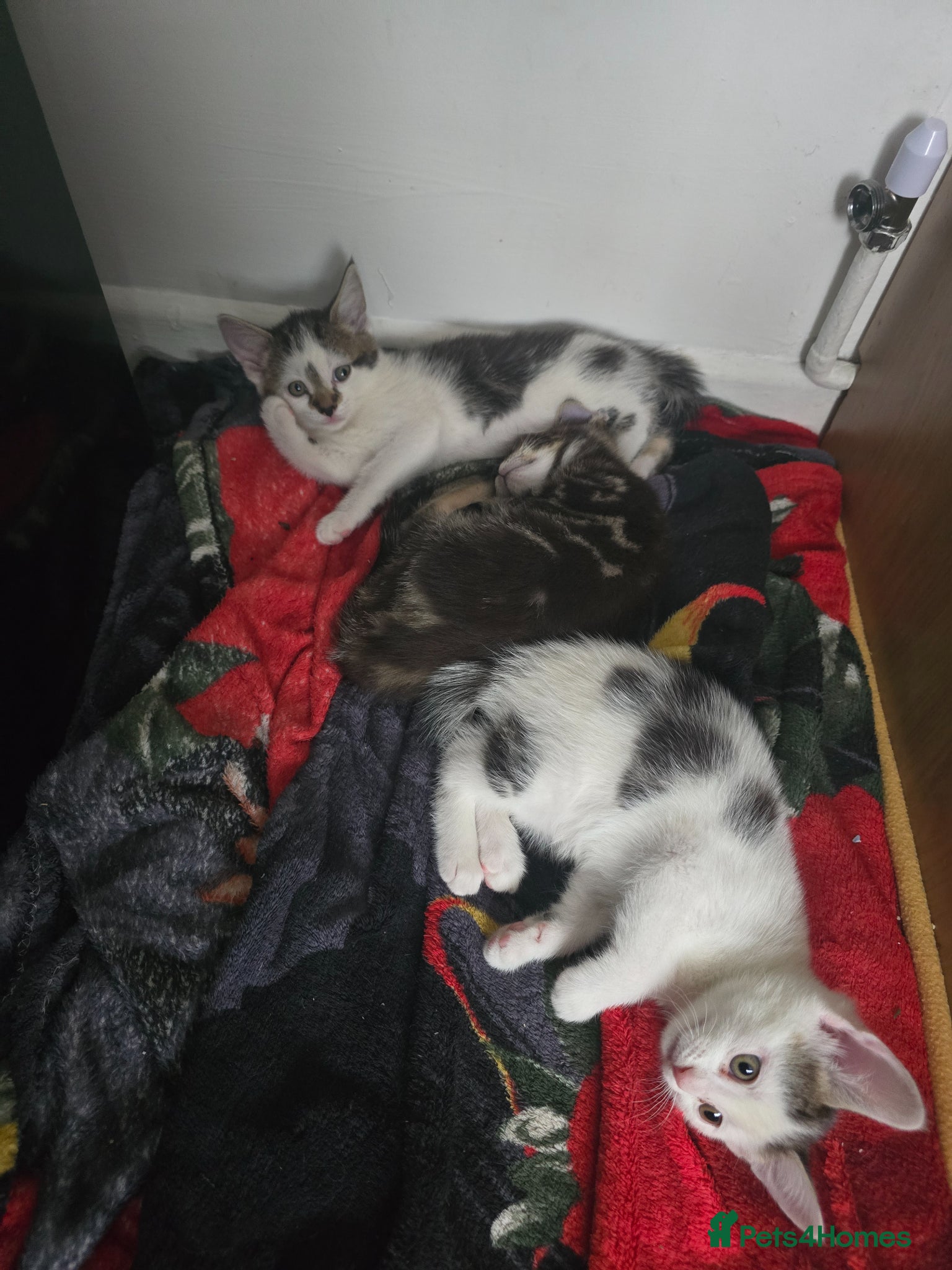 Mixed Breed cats 3 beautiful kittens  - Advert 1