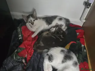 Mixed Breed cats 3 beautiful kittens - Advert 1