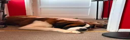 Saint Bernard dogs for sale: 2 year old saint bernard  - Advert 3