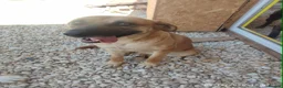 Mixed Breed dogs for adoption: Daisey 6 year’s Macedonian rescue  - Advert 6