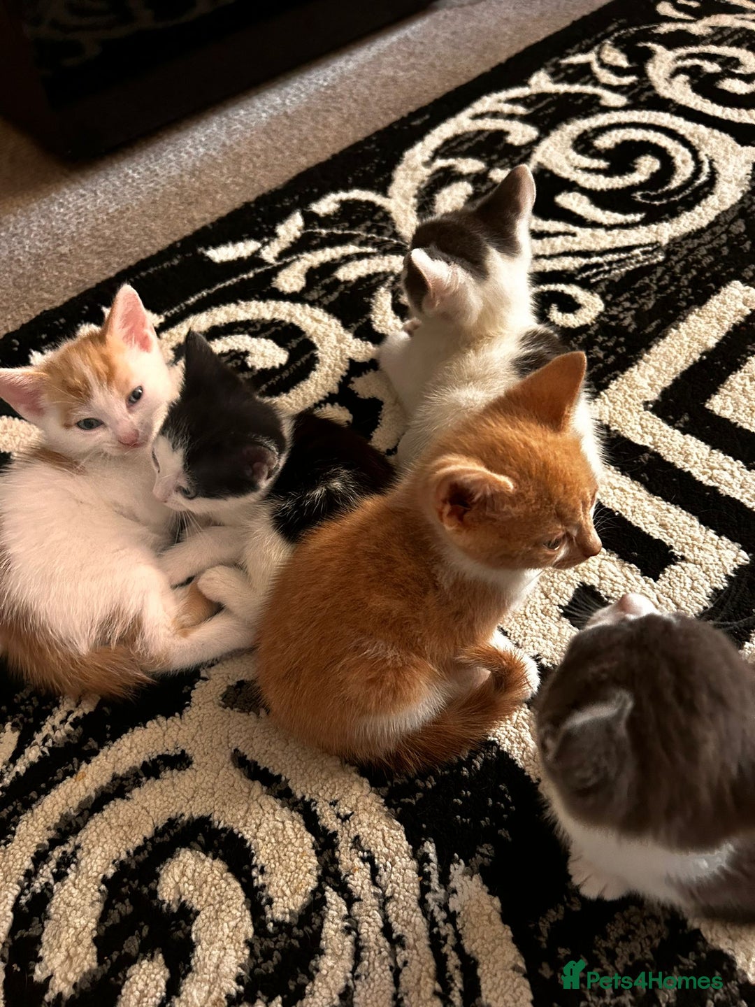 Mixed Breed cats for sale: Beautiful kittens for sale - Image 4