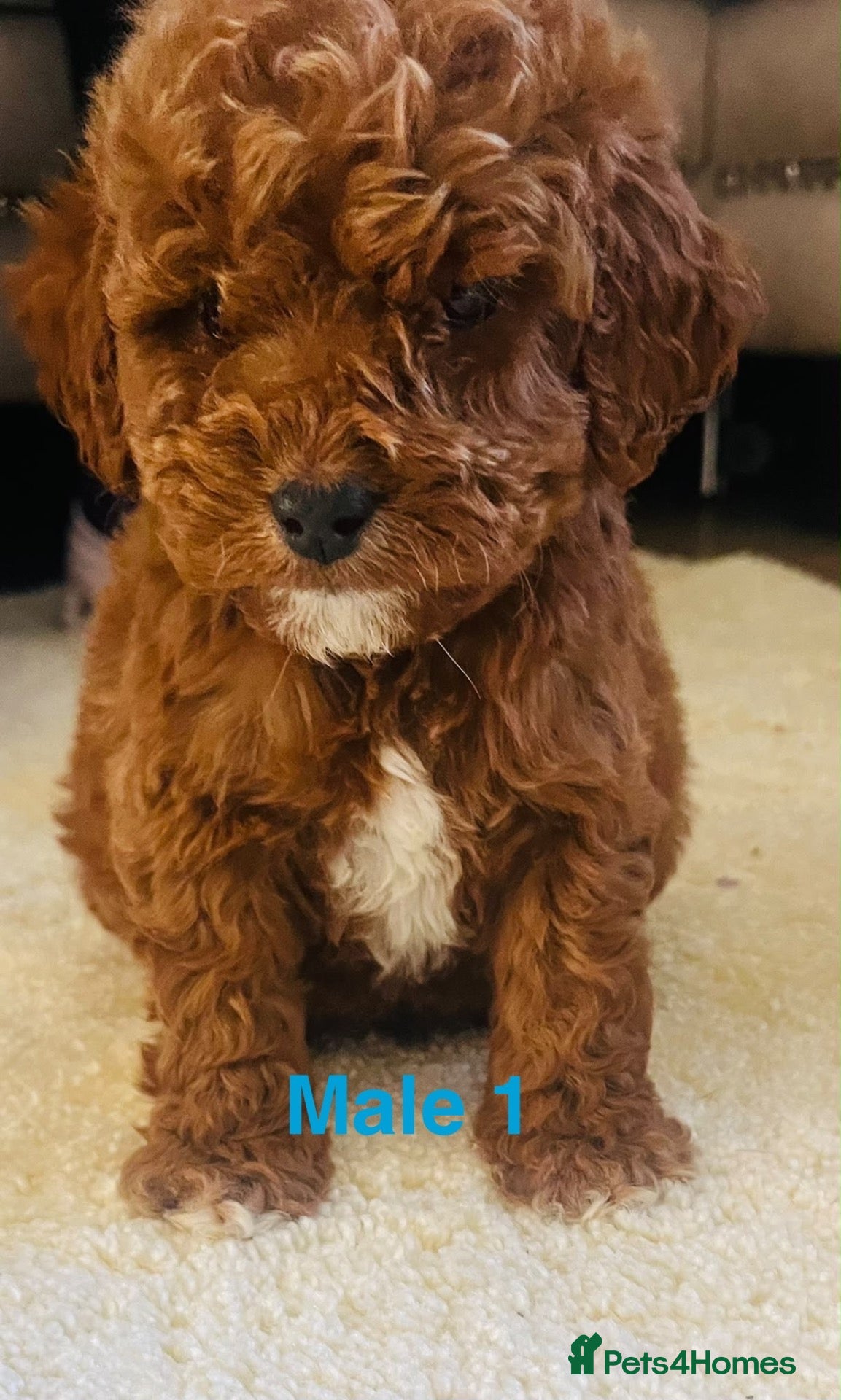 Cockapoo dogs Miniature cockapoos - Advert 14