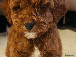 Cockapoo dogs Miniature cockapoos - Advert 14