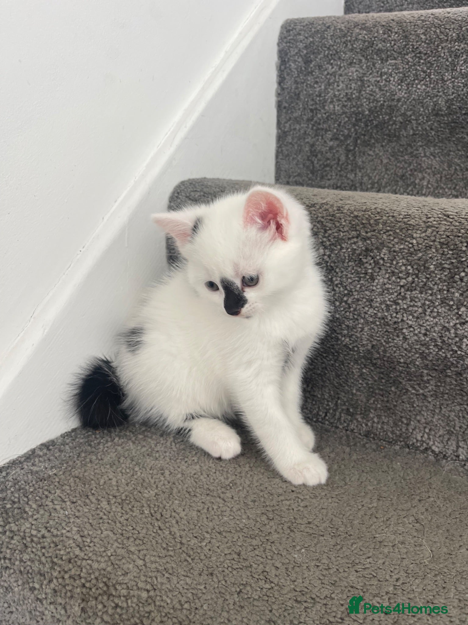 Mixed Breed cats Two kittens needing homes - Advert 1