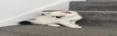 Marie