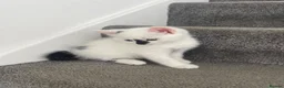 Mixed Breed cats for sale: Two kittens needing homes in Woking - Advert 1