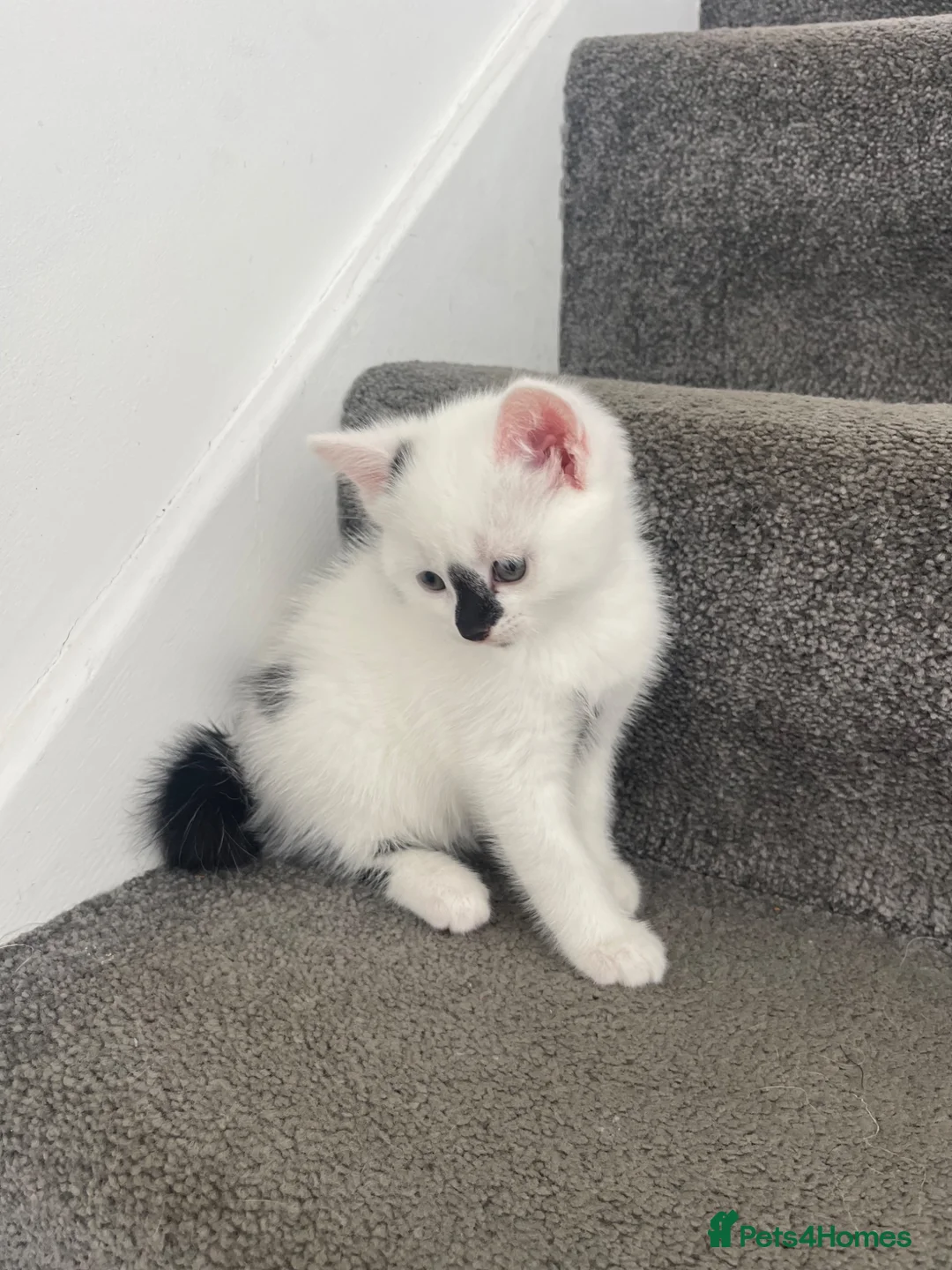 Mixed Breed cats for sale: Two kittens needing homes in Woking - Advert 1