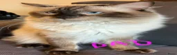 Ragdoll cats for sale: Pure ragdoll 7 weeks old clearance sale London  - Advert 14