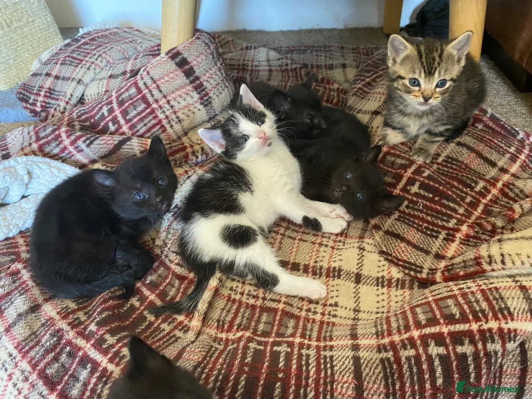 Mixed Breed cats for sale: Beautiful Kittens  - Advert 1