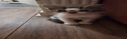 Mixed Breed cats for sale: Beautiful kittens for sale - Advert 2