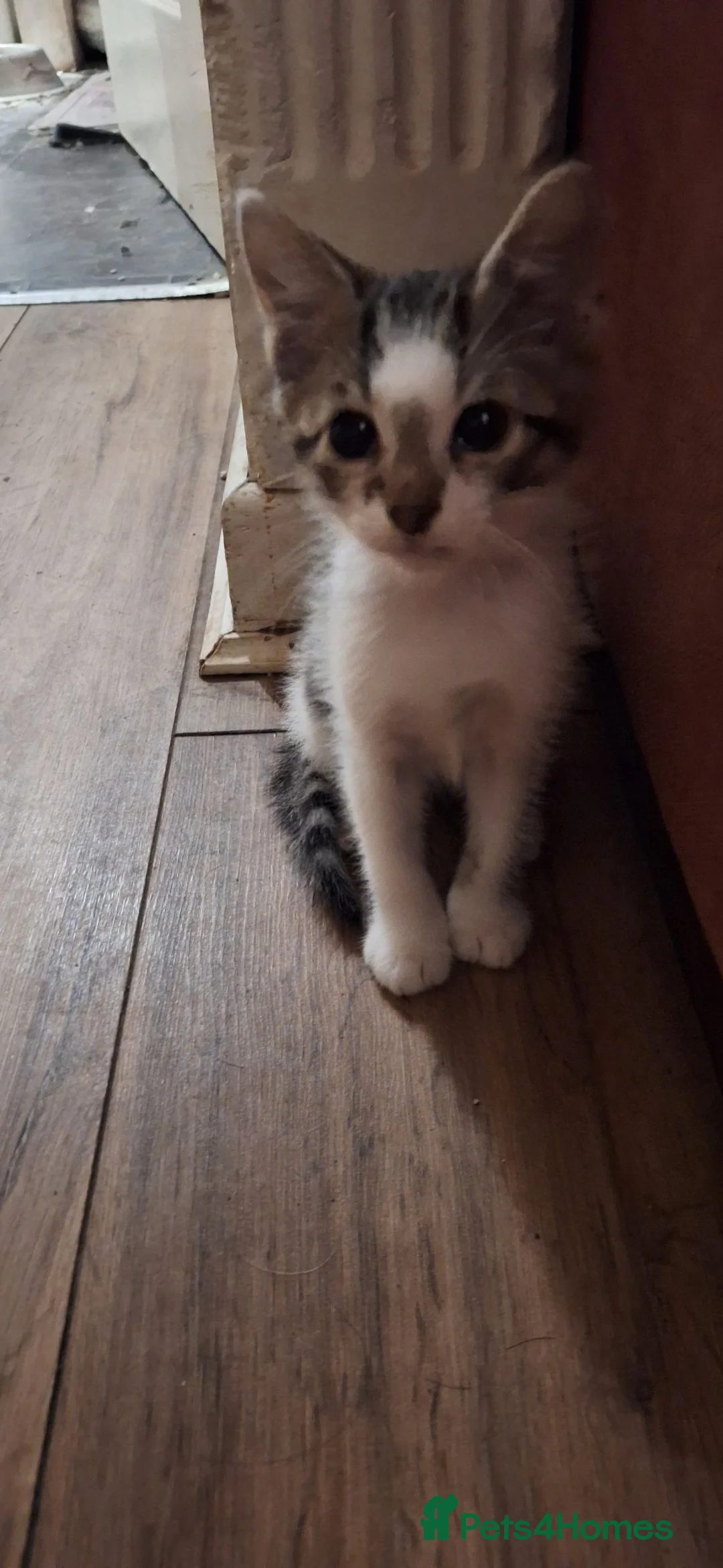 Mixed Breed cats for sale: Beautiful kittens for sale - Advert 2