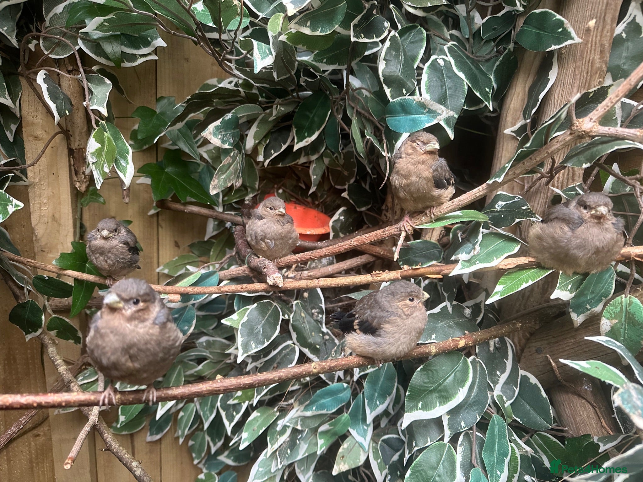 Finches birds Pair Siberian Bullfinches  - Advert 2