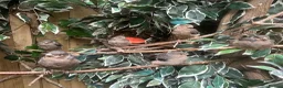 Finches birds for sale: Pair Siberian Bullfinches  in Woodstock - Advert 1