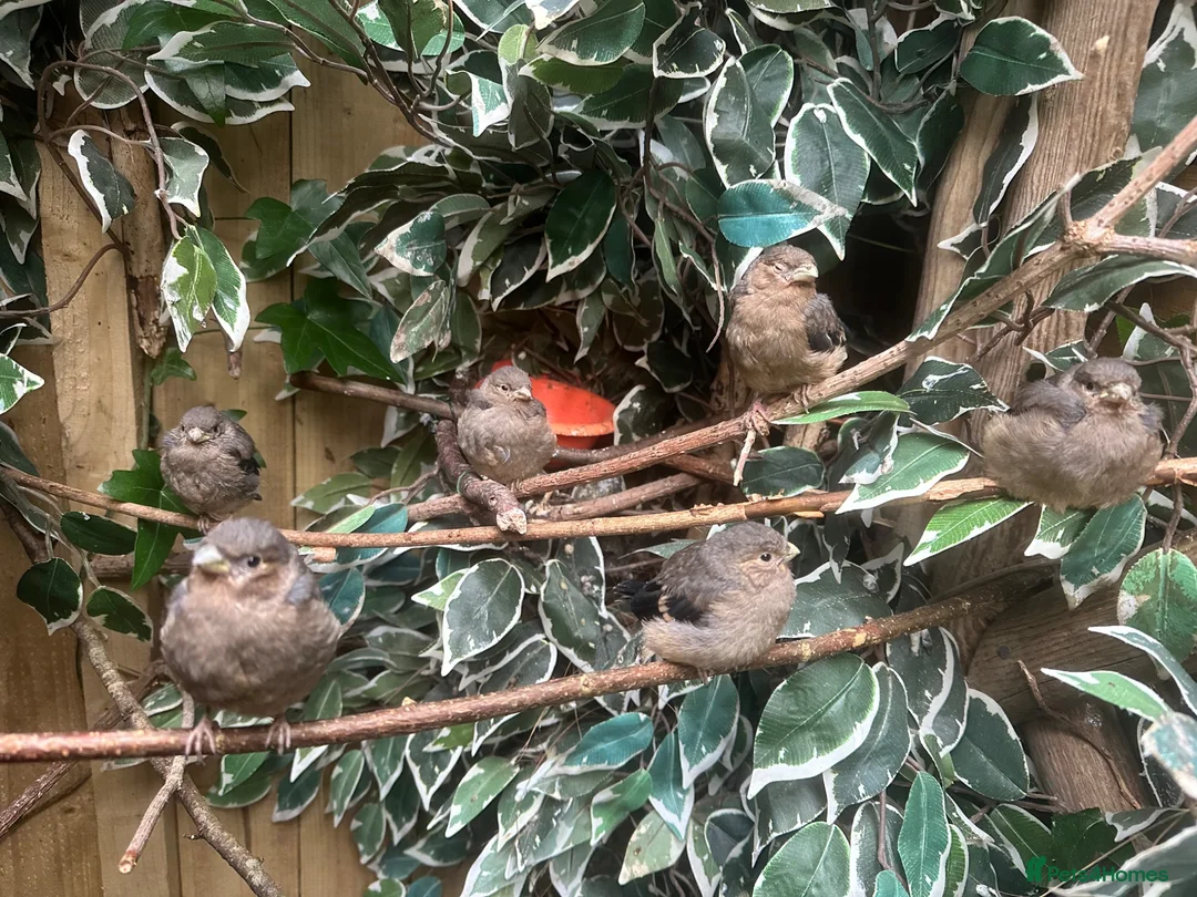 Finches birds for sale: Pair Siberian Bullfinches  in Woodstock - Advert 1