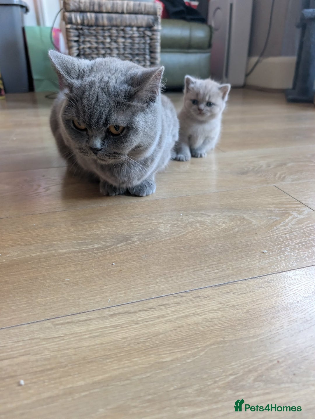 British Shorthair cats for sale: 4 British Short Hair  - Advert 3