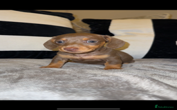 Miniature Dachshund dogs for sale:  READY NOW Quality minismooth haired dachshunds 🐾 - Image 4
