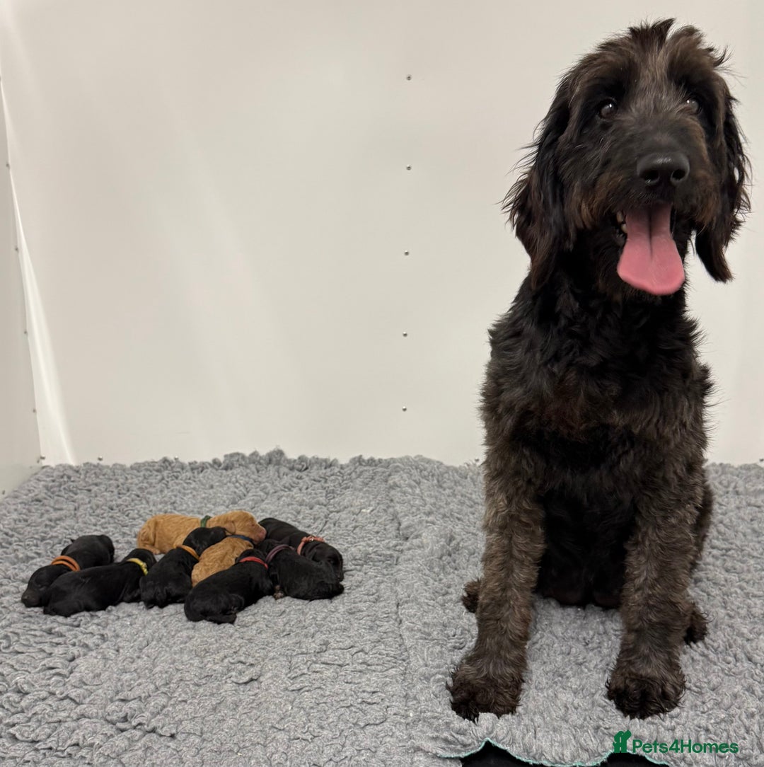 Goldendoodle dogs for sale: F1b Miniature Goldendoodle Waiting List - Advert 11